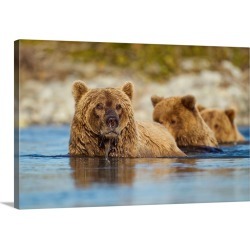 Large Gallery-Wrapped Canvas Wall Art Print 30 x 20 entitled Brown Bear And Cubs, Katmai National Park, Alaska