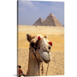 Large Gallery-Wrapped Canvas Wall Art Print 20 x 30 entitled Camel Looking At Camera With Pyramids In The Background, Giza...
