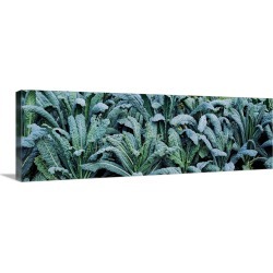 Large Gallery-Wrapped Canvas Wall Art Print 36 x 12 entitled Kale (Brassica oleracea) in a field