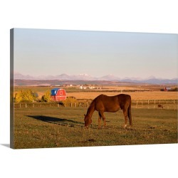 Large Gallery-Wrapped Canvas Wall Art Print 24 x 16 entitled Brown Horse Grazing In A Field In Autumn, Alberta, Canada