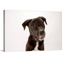 Large Solid-Faced Canvas Print Wall Art Print 30 x 20 entitled A lab mix
