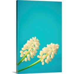 Large Gallery-Wrapped Canvas Wall Art Print 20 x 30 entitled Close up of two white muscari flowers on bright light blue ba...