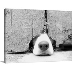 Large Gallery-Wrapped Canvas Wall Art Print 30 x 23 entitled Hunting puppy pokes nose out from under the barn door.