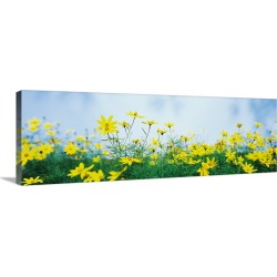 Large Gallery-Wrapped Canvas Wall Art Print 36 x 12 entitled Coreopsis flowers in a field