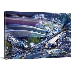 Large Gallery-Wrapped Canvas Wall Art Print 30 x 20 entitled Spawning Salmon, Katmai National Park, Alaska