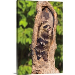 Large Solid-Faced Canvas Print Wall Art Print 20 x 30 entitled Raccoons In A Tree