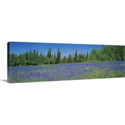 Large Gallery-Wrapped Canvas Wall Art Print 36 x 12 entitled Lupine flowers in a field, Wasatch Plateau, Utah