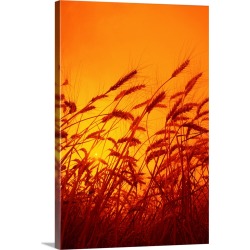 Large Solid-Faced Canvas Print Wall Art Print 24 x 36 entitled Sideview of a stand of mature winter wheat, ready for harve... found on Bargain Bro from Great Big Canvas for USD $208.99