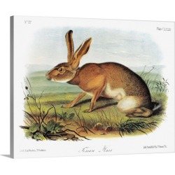 Large Gallery-Wrapped Canvas Wall Art Print 20 x 16 entitled Texas jackrabbit, a subspecies of the black-tailed jackrabbit...