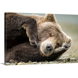 Large Gallery-Wrapped Canvas Wall Art Print 30 x 20 entitled Sleeping Brown Bear, Katmai National Park, Alaska