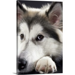 Large Gallery-Wrapped Canvas Wall Art Print 20 x 30 entitled Alaskan Malamute looking at camera