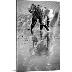 Large Solid-Faced Canvas Print Wall Art Print 20 x 30 entitled Local Planting Rice By Hand; Japan Large Solid-Faced Canvas Print Wall Art Print 20 x 30 entitled Local Planting Rice By Hand; Japan
