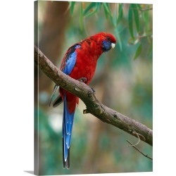 Large Gallery-Wrapped Canvas Wall Art Print 17 x 24 entitled Crimson Rosella parrot, Canberra, Australia