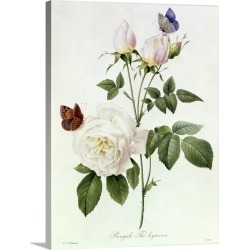 Large Solid-Faced Canvas Print Wall Art Print 30 x 40 entitled Rosa: Bengale the Hymenes, from Les Roses, 19th century