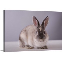 Large Gallery-Wrapped Canvas Wall Art Print 24 x 16 entitled Rabbit looking at camera