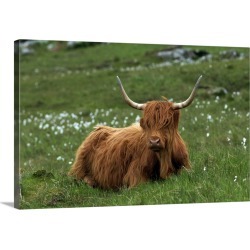 Large Solid-Faced Canvas Print Wall Art Print 30 x 20 entitled Highland cattle, Isle of Mull, Scotland, United Kingdom, Eu...