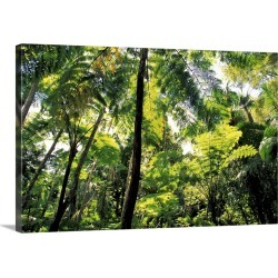 Large Solid-Faced Canvas Print Wall Art Print 30 x 20 entitled Puerto Rico, El Junque Rainforest National Park
