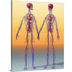 Large Solid-Faced Canvas Print Wall Art Print 24 x 30 entitled Cardiovascular system, artwork