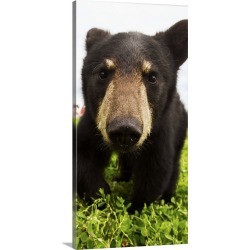 Large Gallery-Wrapped Canvas Wall Art Print 15 x 30 entitled Black bear cub, South-central Alaska, Portage, Alaska