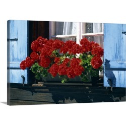 Large Gallery-Wrapped Canvas Wall Art Print 30 x 20 entitled Red geraniums and blue shutters, Bort, Grindelwald, Bern, Swi...