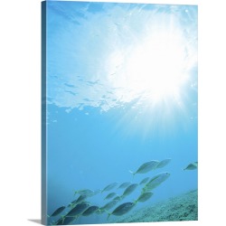 Large Solid-Faced Canvas Print Wall Art Print 18 x 24 entitled Sunbeam in blue water, fishes swimming