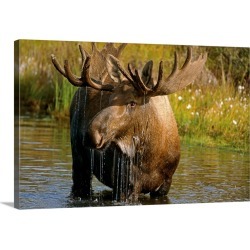 Large Gallery-Wrapped Canvas Wall Art Print 30 x 20 entitled Bull Moose In Pond, Denali National Park, Alaska