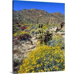 Large Solid-Faced Canvas Print Wall Art Print 24 x 30 entitled Golden brittlebrush grows in the arid soil of Anza-Borrego ...