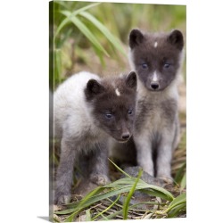 Large Solid-Faced Canvas Print Wall Art Print 20 x 30 entitled Close up of Arctic Fox pups Saint Paul Island Pribilof Islands