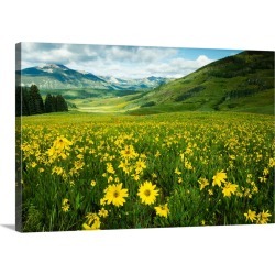 Large Gallery-Wrapped Canvas Wall Art Print 30 x 20 entitled Scenic view of wildflowers in a field, Crested Butte, Colorado