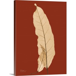 Large Solid-Faced Canvas Print Wall Art Print 30 x 40 entitled Sepia Leaf X-Ray Photograph