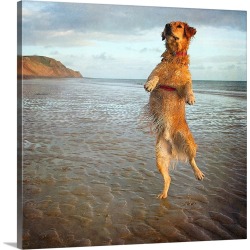 Large Solid-Faced Canvas Print Wall Art Print 20 x 20 entitled If I Stand On One Leg