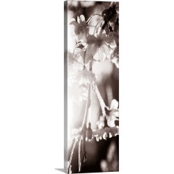 Large Solid-Faced Canvas Print Wall Art Print 16 x 48 entitled Blossom Triptych III