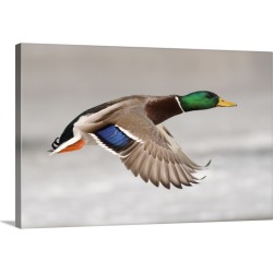 Large Solid-Faced Canvas Print Wall Art Print 30 x 20 entitled Mallard (Anas platyrhynchos) male flying, Belle Isle Park, ...