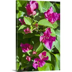 Large Solid-Faced Canvas Print Wall Art Print 24 x 36 entitled Bougainvillea, Antigua, West Indies, Caribbean, Central Ame... found on Bargain Bro Philippines from Great Big Canvas for $274.99
