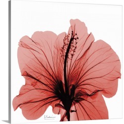 Large Solid-Faced Canvas Print Wall Art Print 20 x 20 entitled Hibiscus x-ray photography