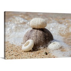 Large Solid-Faced Canvas Print Wall Art Print 30 x 20 entitled Urchin shells on a beach, St. Croix, Virgin Islands, United...