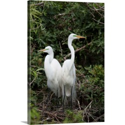 Large Gallery-Wrapped Canvas Wall Art Print 16 x 24 entitled Great Egret pair in nest in breeding plumage, Florida