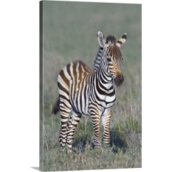 Large Gallery-Wrapped Canvas Wall Art Print 20 x 30 entitled Young zebra standing in a field, Ngorongoro Conservation Area...