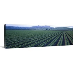 Large Gallery-Wrapped Canvas Wall Art Print 36 x 12 entitled Crops in a field, California