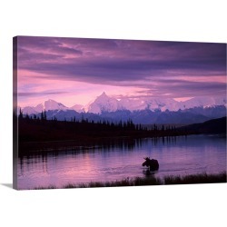 Large Gallery-Wrapped Canvas Wall Art Print 30 x 20 entitled Alaska Range Moose Bull Wonder Lake Denali Natl Park Interior...