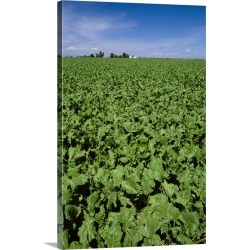 Large Solid-Faced Canvas Print Wall Art Print 20 x 30 entitled Sugar beet field, Western Idaho