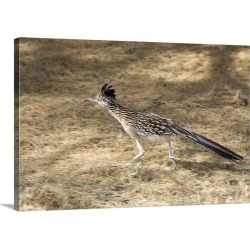 Large Gallery-Wrapped Canvas Wall Art Print 24 x 16 entitled Road Runner In Motion