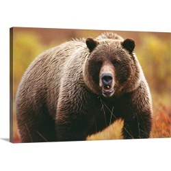 Large Gallery-Wrapped Canvas Wall Art Print 30 x 20 entitled A large adult grizzly bear faces the camera