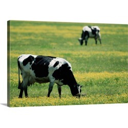 Large Solid-Faced Canvas Print Wall Art Print 30 x 20 entitled Cows in a Field of Flowers