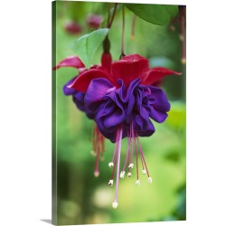 Large Solid-Faced Canvas Print Wall Art Print 20 x 30 entitled Close up of red and purple flower