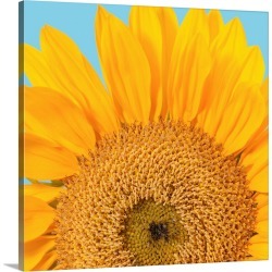 Large Solid-Faced Canvas Print Wall Art Print 20 x 20 entitled Fragment of a single sunflower head (Helianthus sp.) isolat...