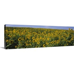 Large Gallery-Wrapped Canvas Wall Art Print 36 x 12 entitled Sunflowers (Helianthus annuus) in a field, Michigan