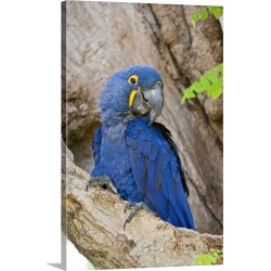 Large Solid-Faced Canvas Print Wall Art Print 20 x 30 entitled Close up of a Hyacinth macaw Anodorhynchus hyacinthinus Thr...