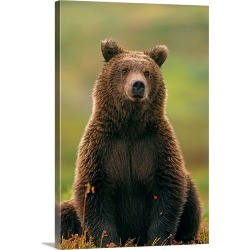 Large Gallery-Wrapped Canvas Wall Art Print 20 x 30 entitled Grizzly Bear, Denali National Park, Alaska
