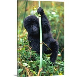 Large Gallery-Wrapped Canvas Wall Art Print 20 x 30 entitled Close-Up Of Young Gorilla, Looking At Camera
